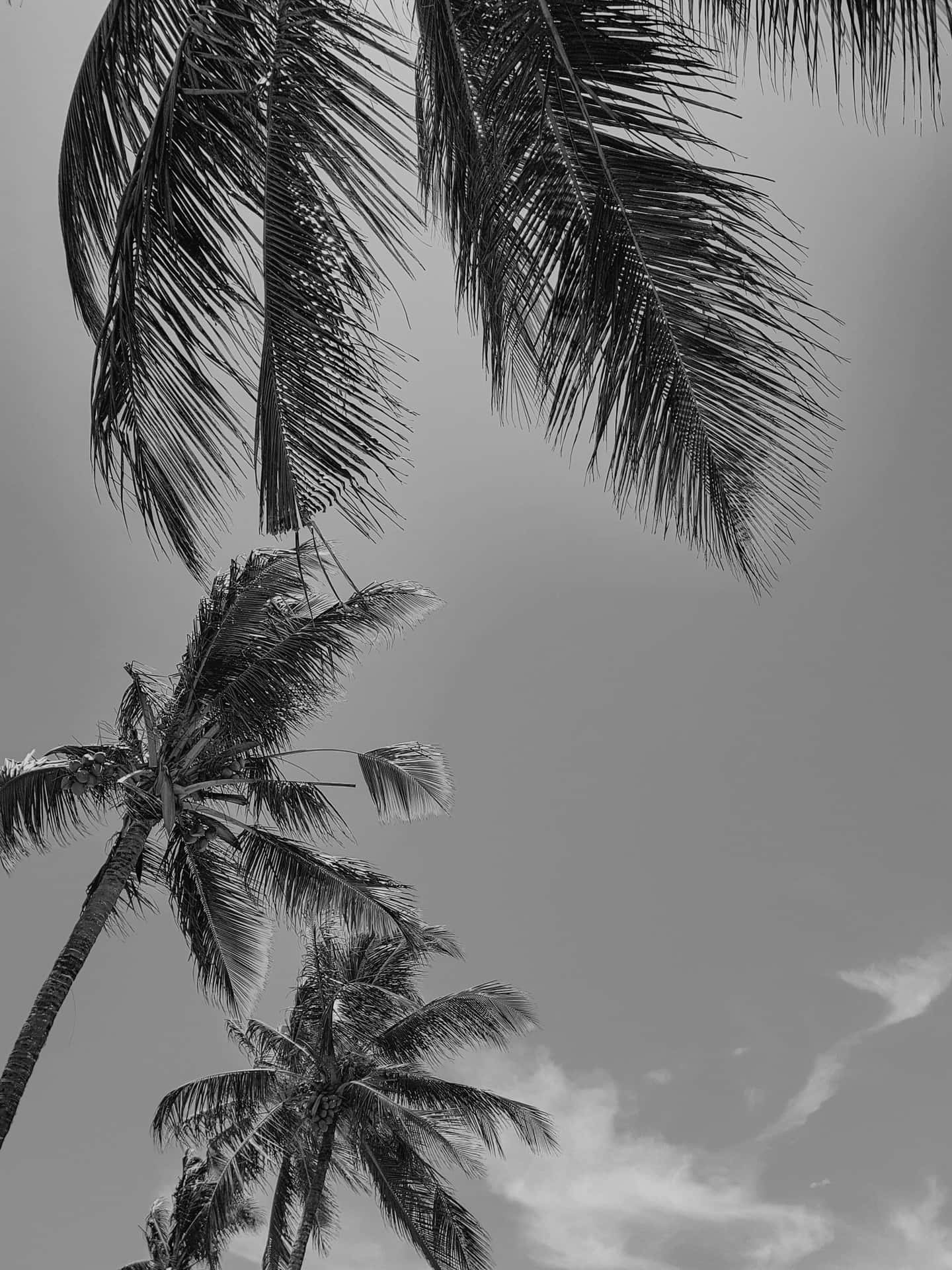 A Black And White Palm Tree Stands In A Deserted Beach.