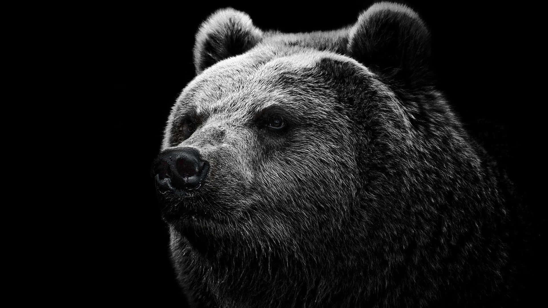 A Black And White Photo Of A Bear