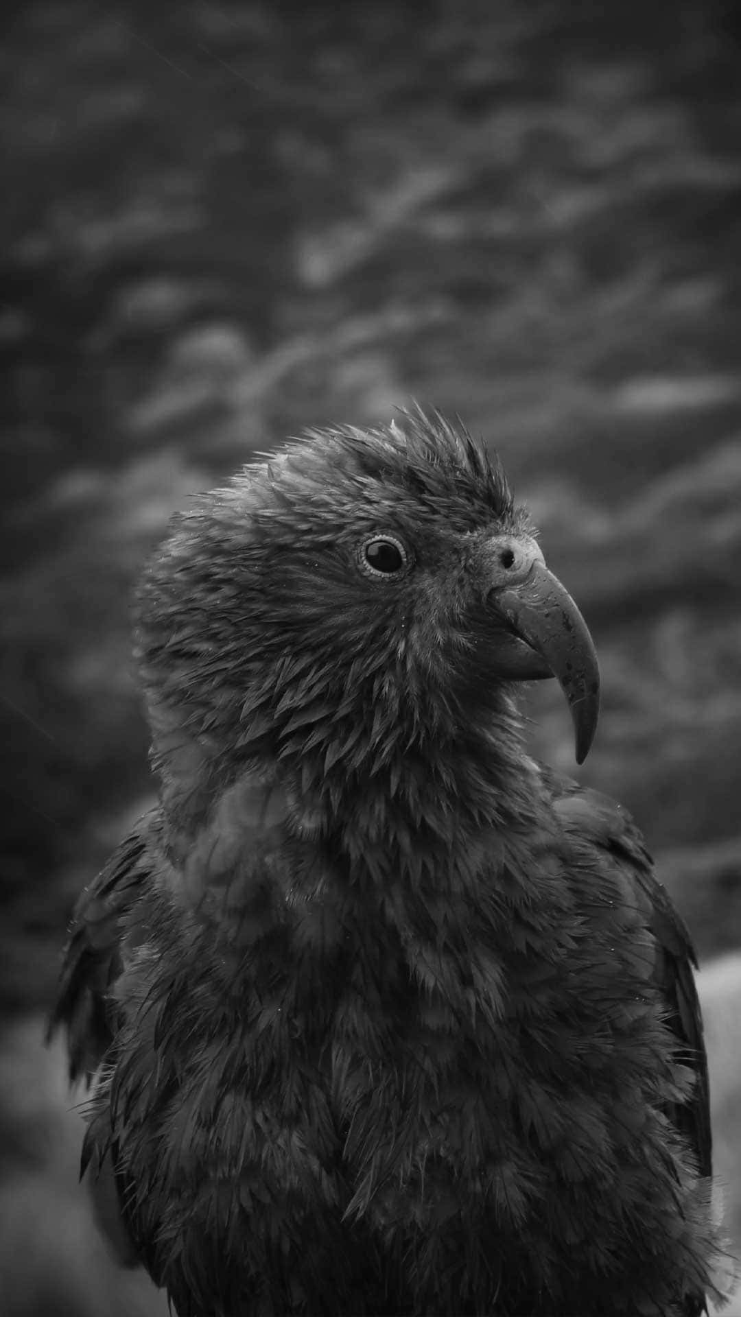 A Black And White Photo Of A Bird