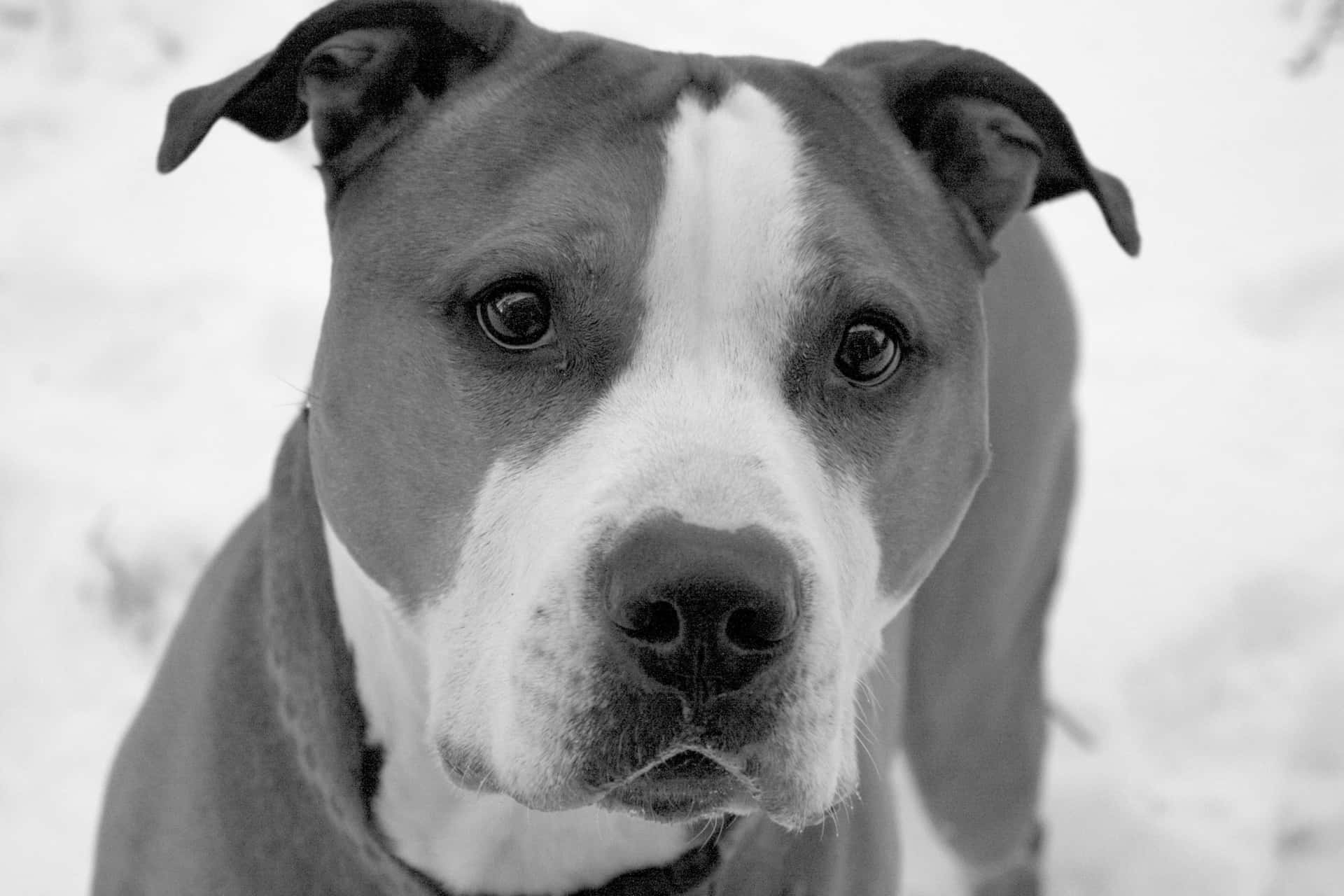 A Black And White Photo Of A Dog In The Snow Background