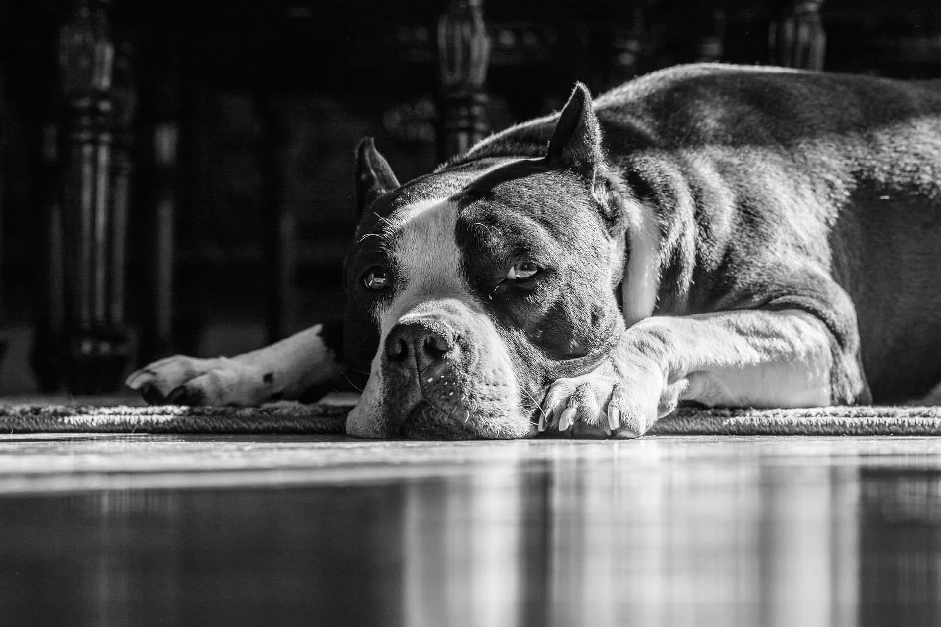 A Black And White Photo Of A Dog Laying On The Floor Background