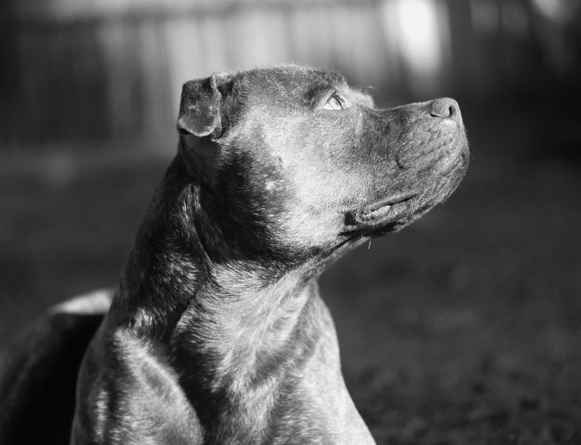 A Black And White Photo Of A Dog Sitting In The Grass Background