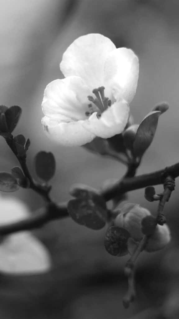 A Black And White Photo Of A Flower