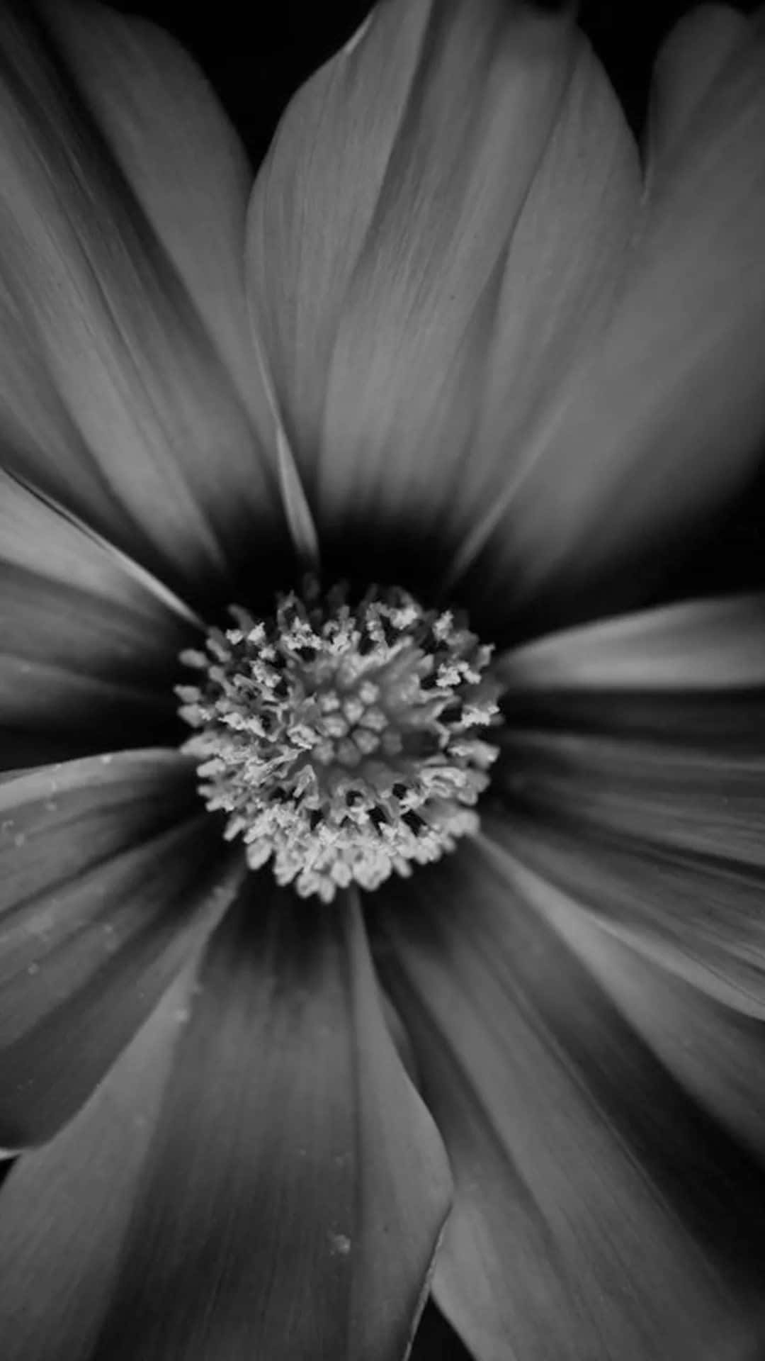 A Black And White Photo Of A Flower Background