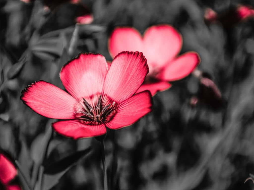 A Black And White Photo Of A Flower Background