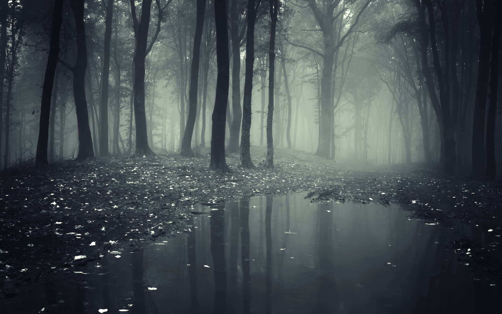 A Black And White Photo Of A Foggy Forest Background