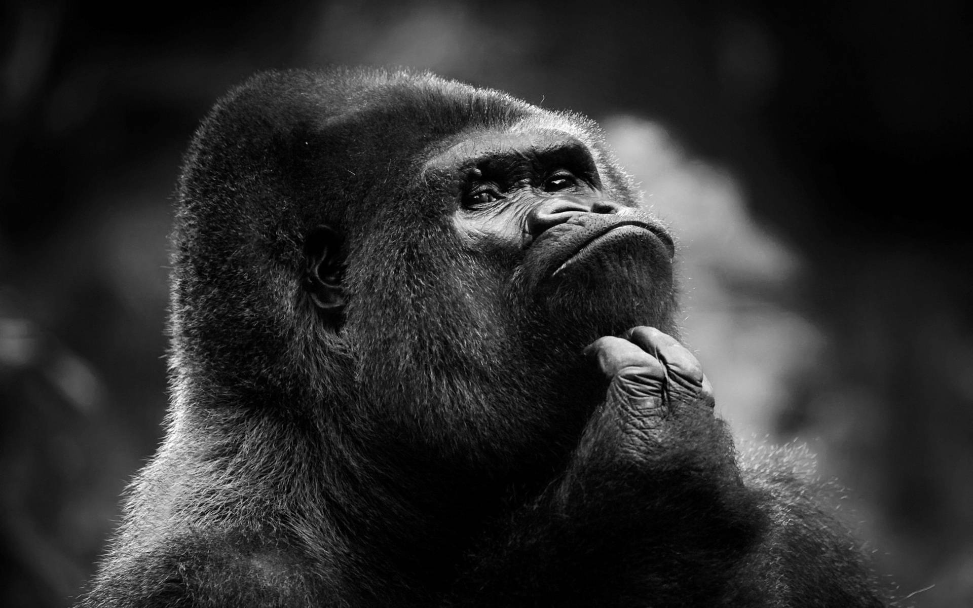 A Black And White Photo Of A Gorilla With His Hand On His Chin Background