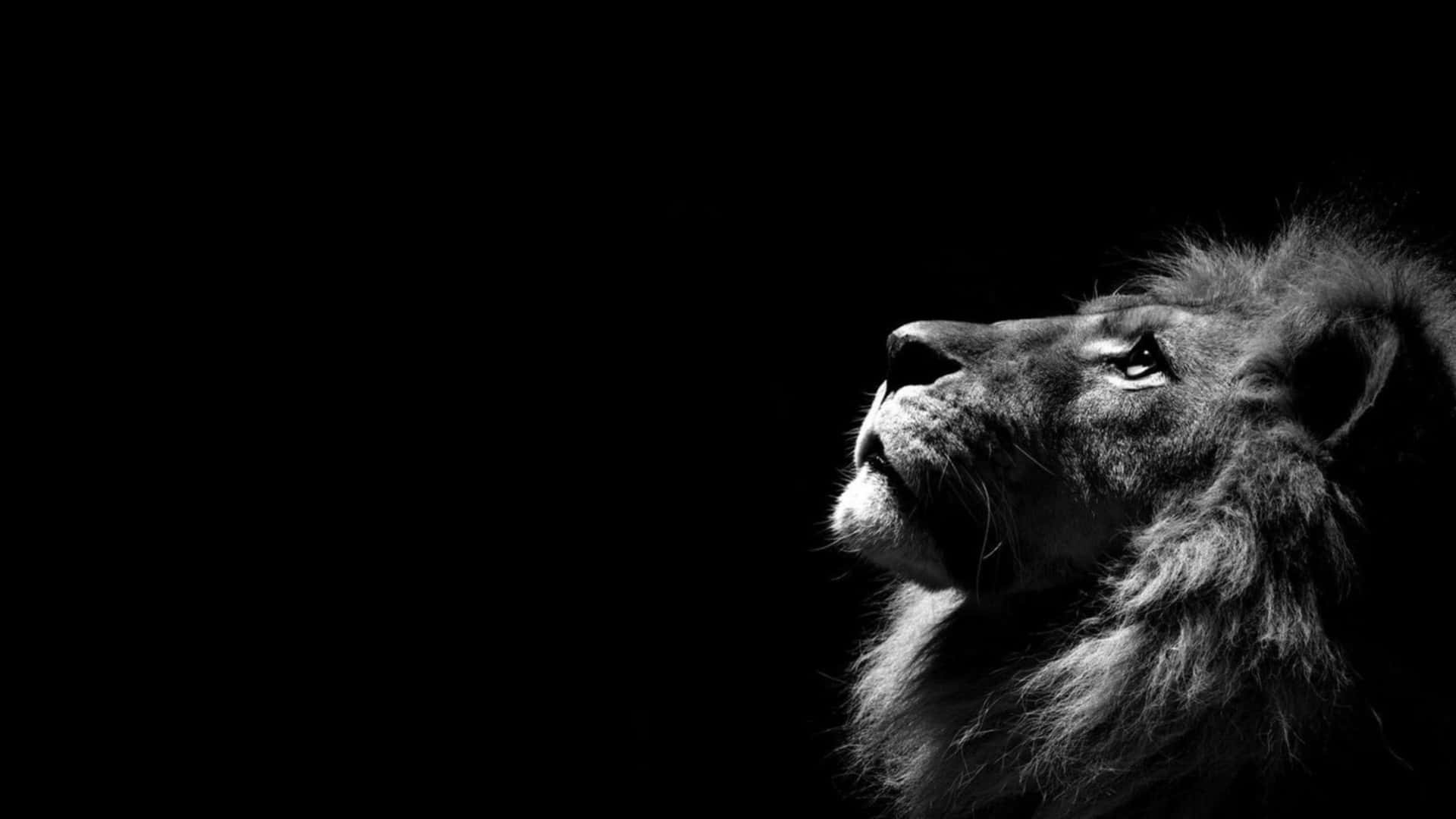 A Black And White Photo Of A Lion Looking Up Background