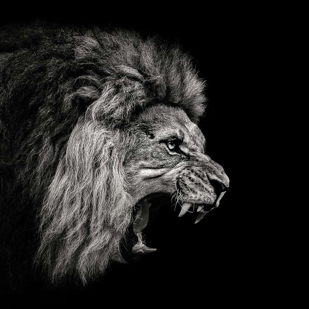 A Black And White Photo Of A Lion Roaring Background