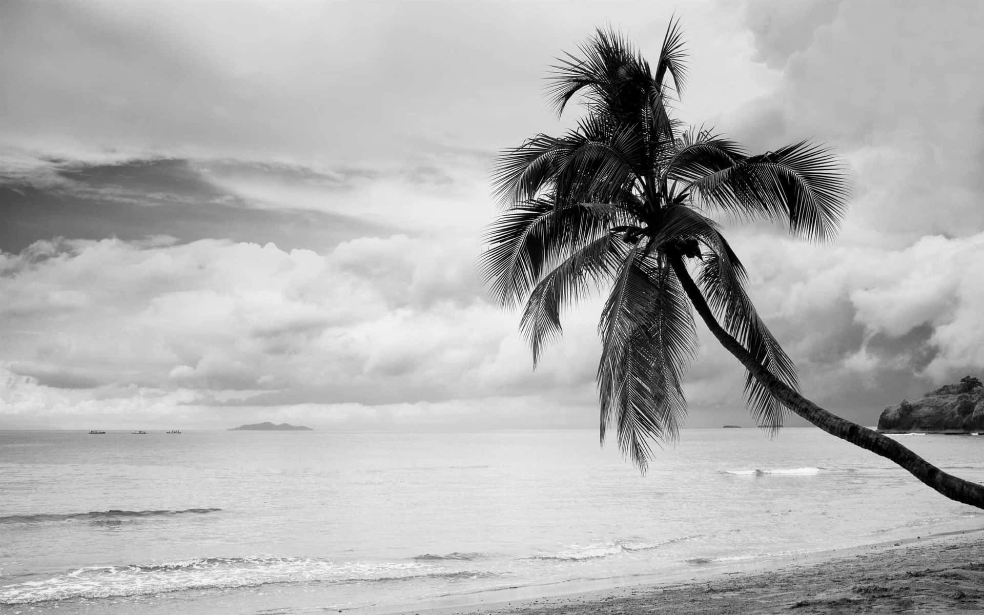 A Black And White Photo Of A Palm Tree On The Beach