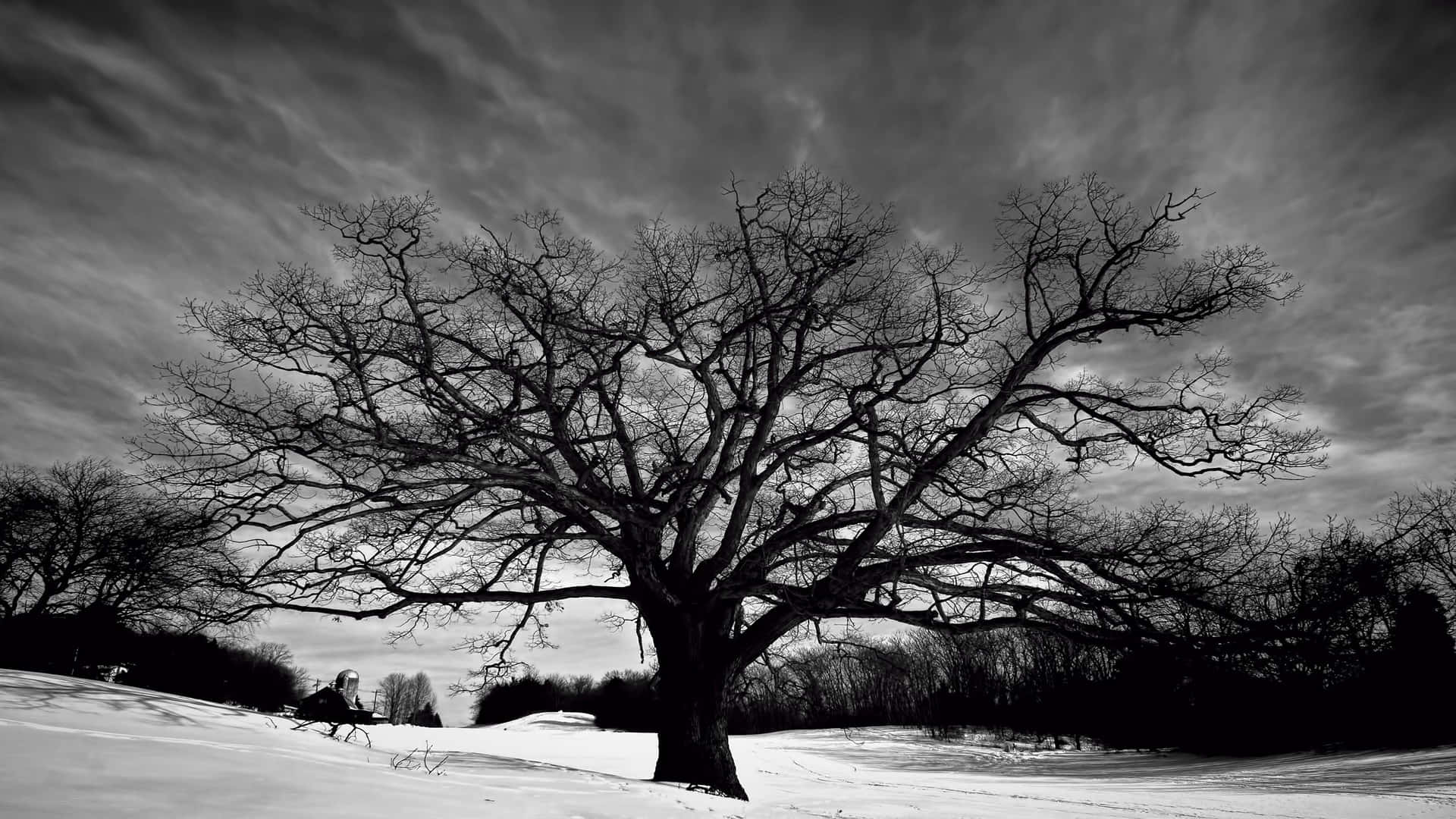A Black And White Photo Of A Tree In The Snow Background