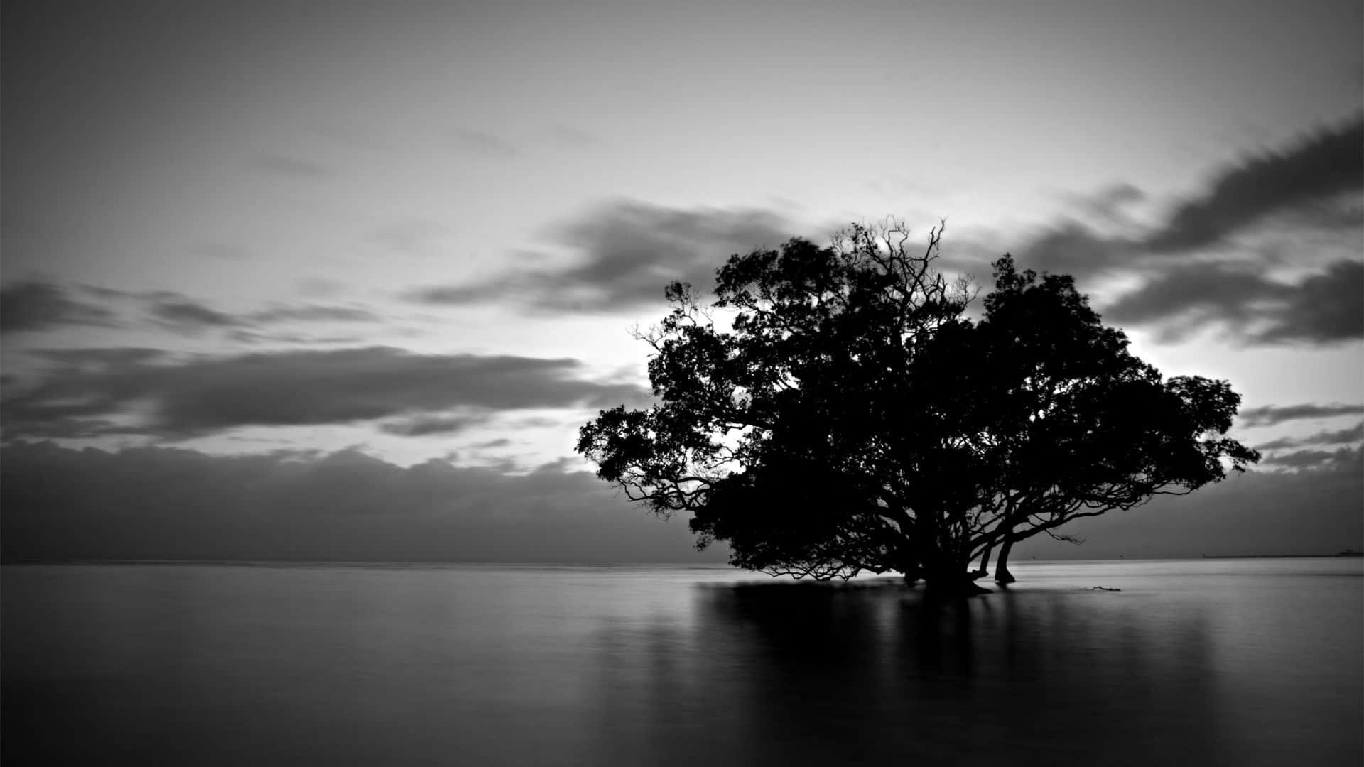 A Black And White Photo Of A Tree In The Water Background