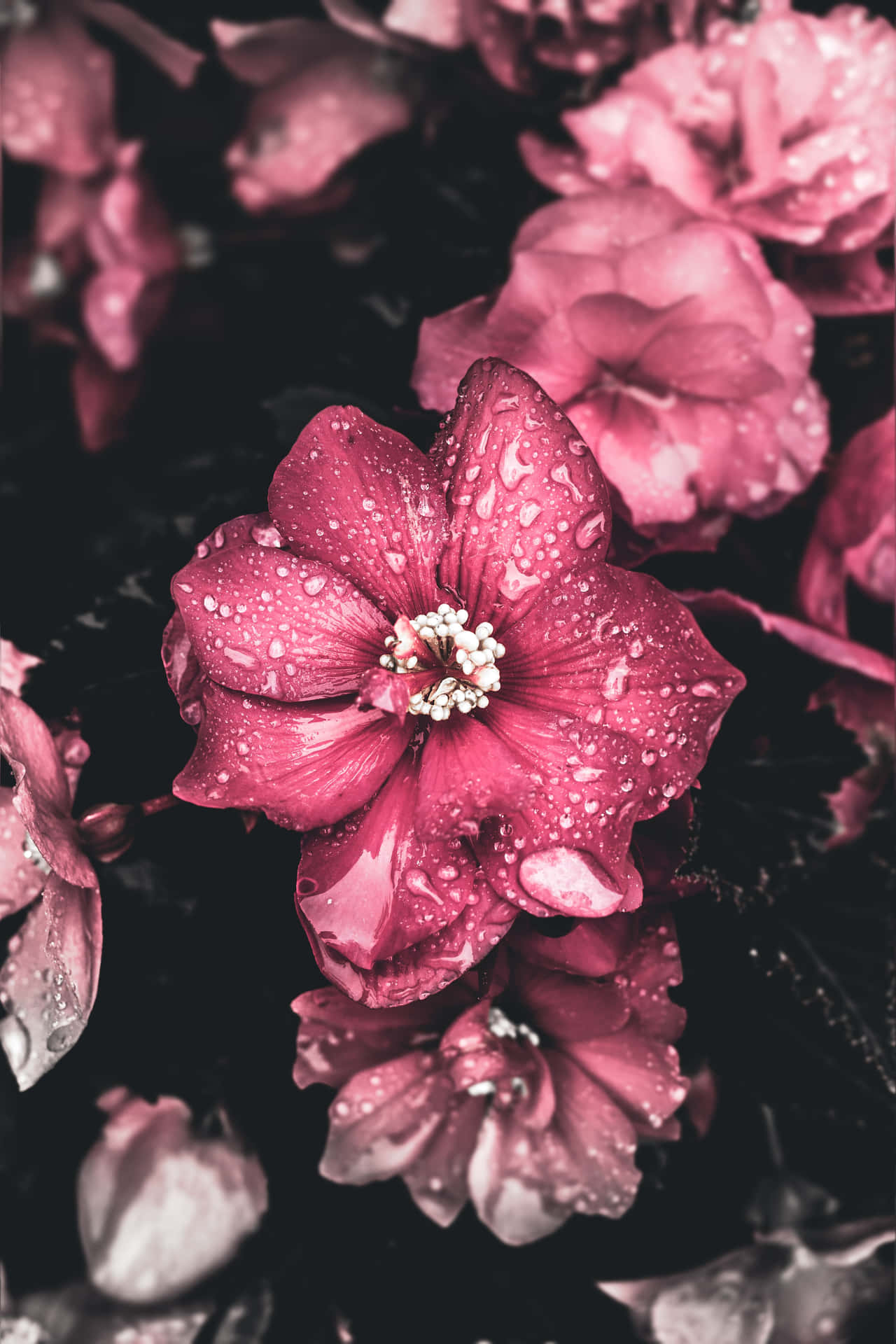 A Black And White Photo Of Pink Flowers With Water Droplets