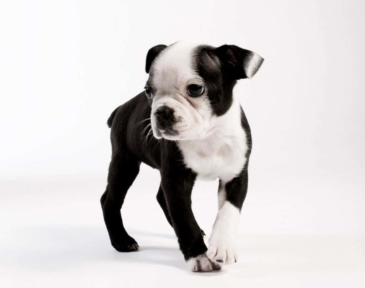 A Black And White Puppy Is Standing On A White Background