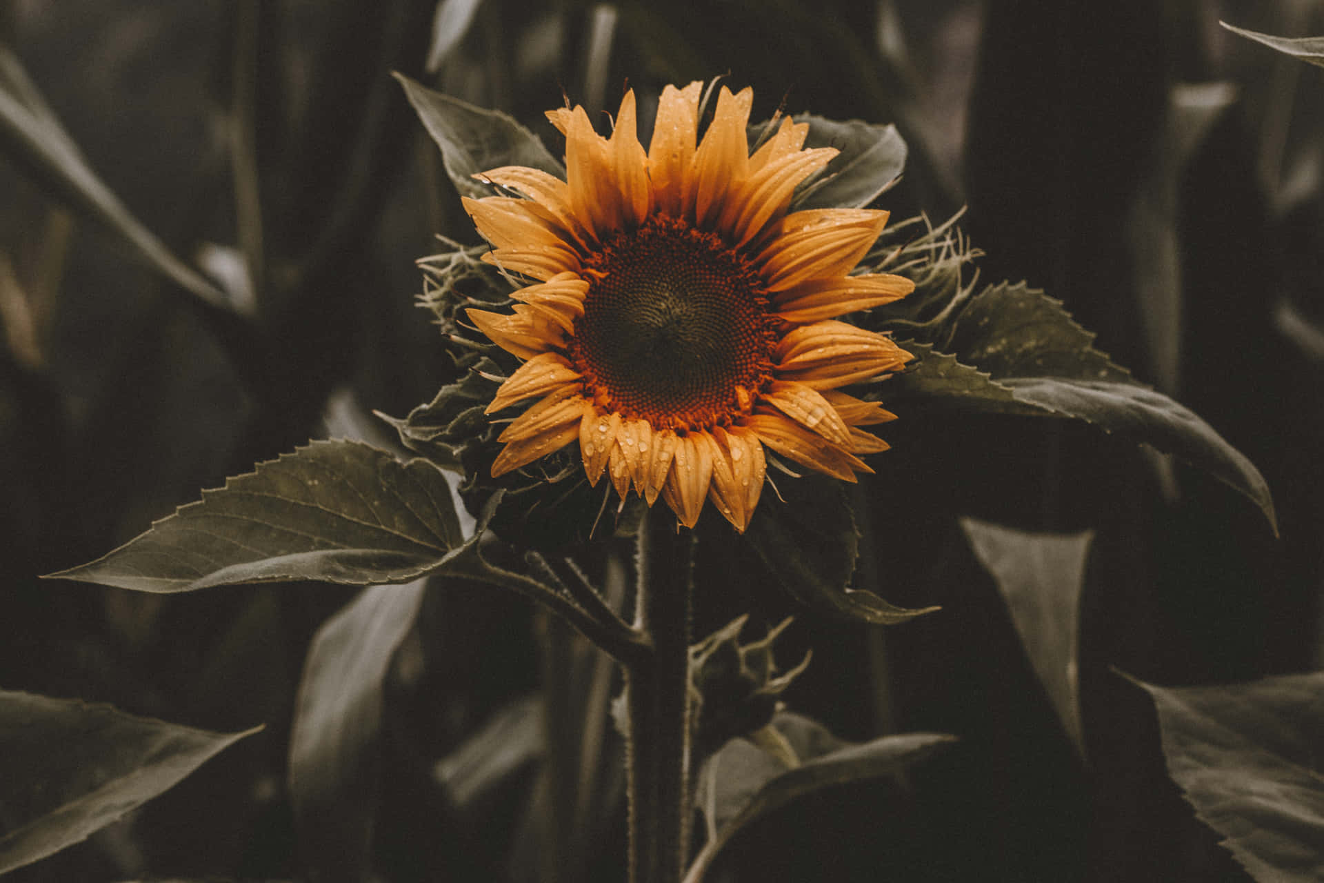 A Black And Yellow Sunflower In A Field Of Green Background