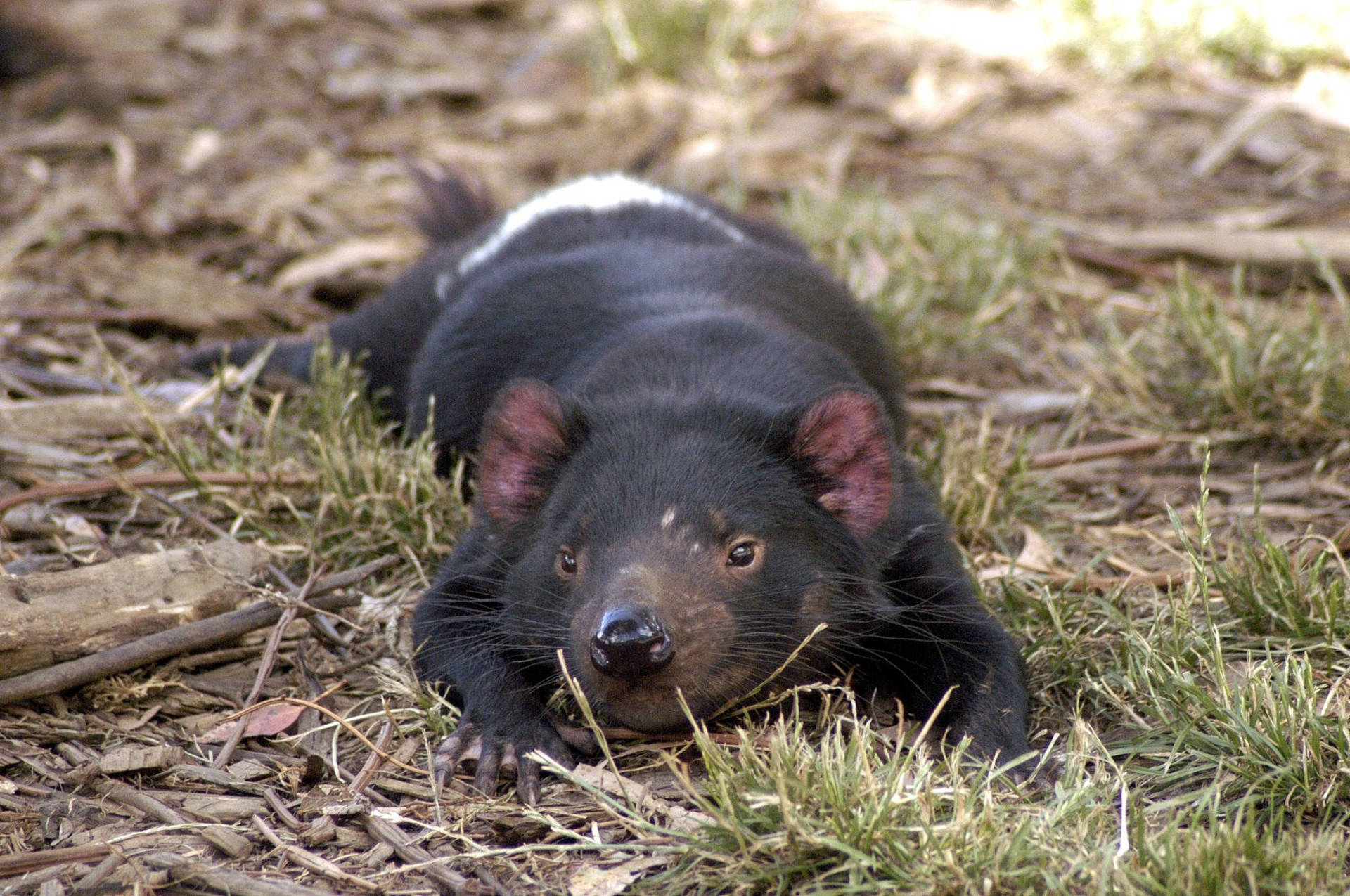 A Black Animal Laying On The Ground Background