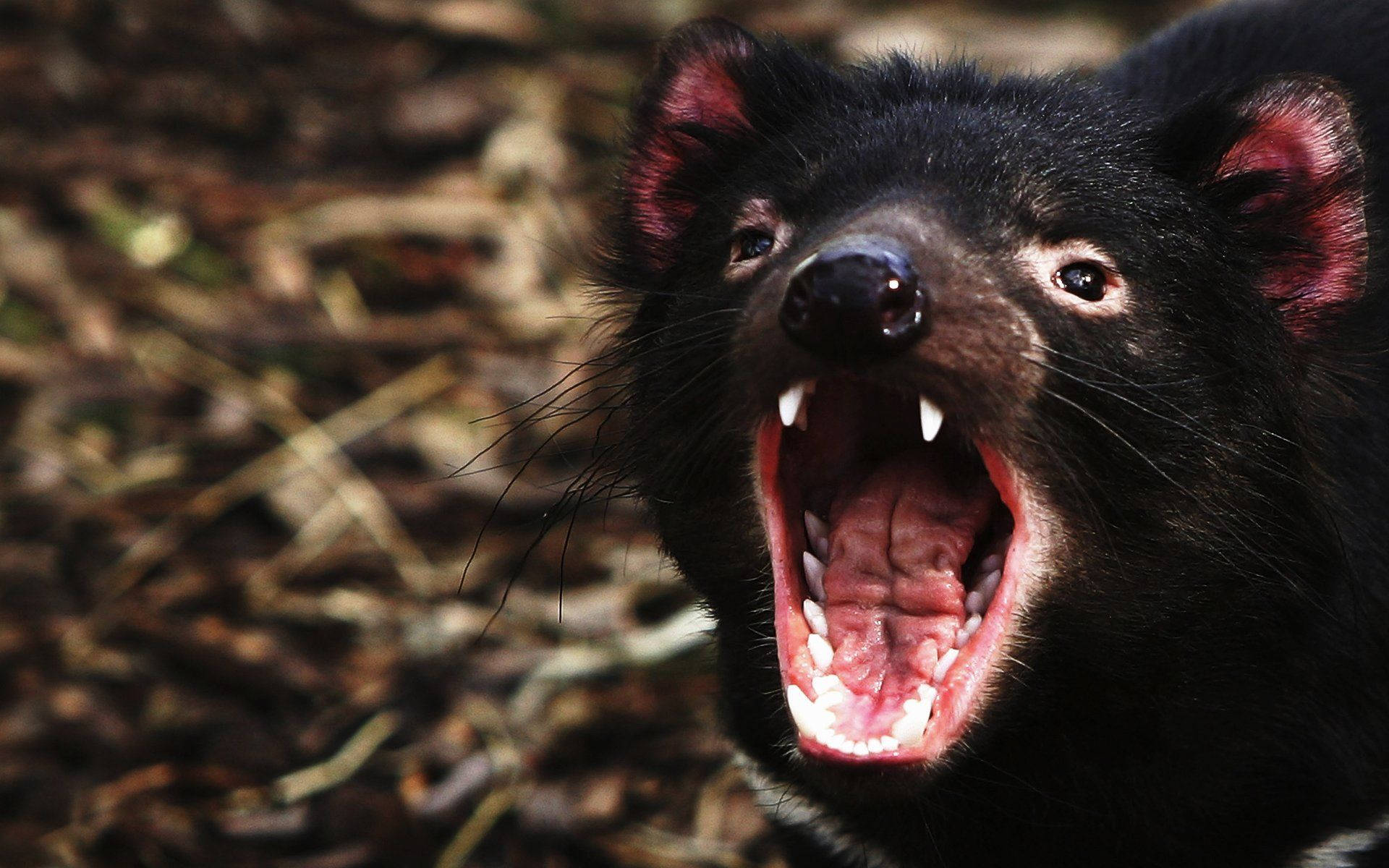 A Black Animal With Its Mouth Open Background