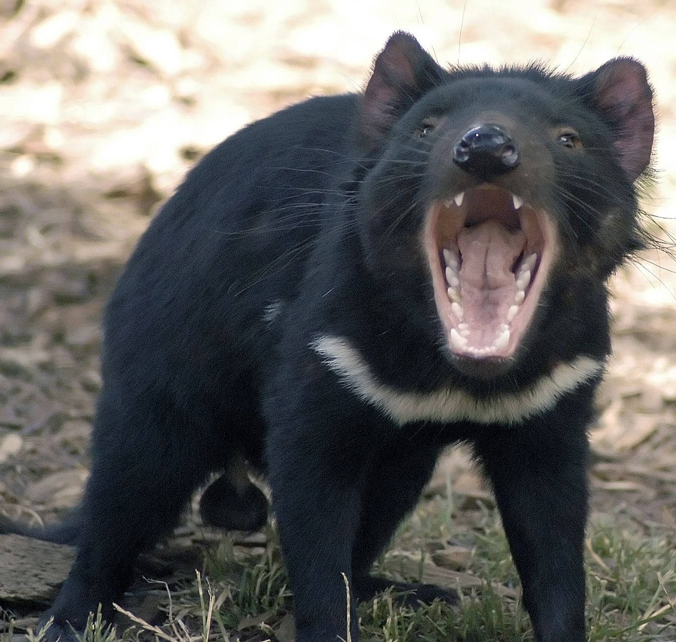 A Black Animal With Its Mouth Open