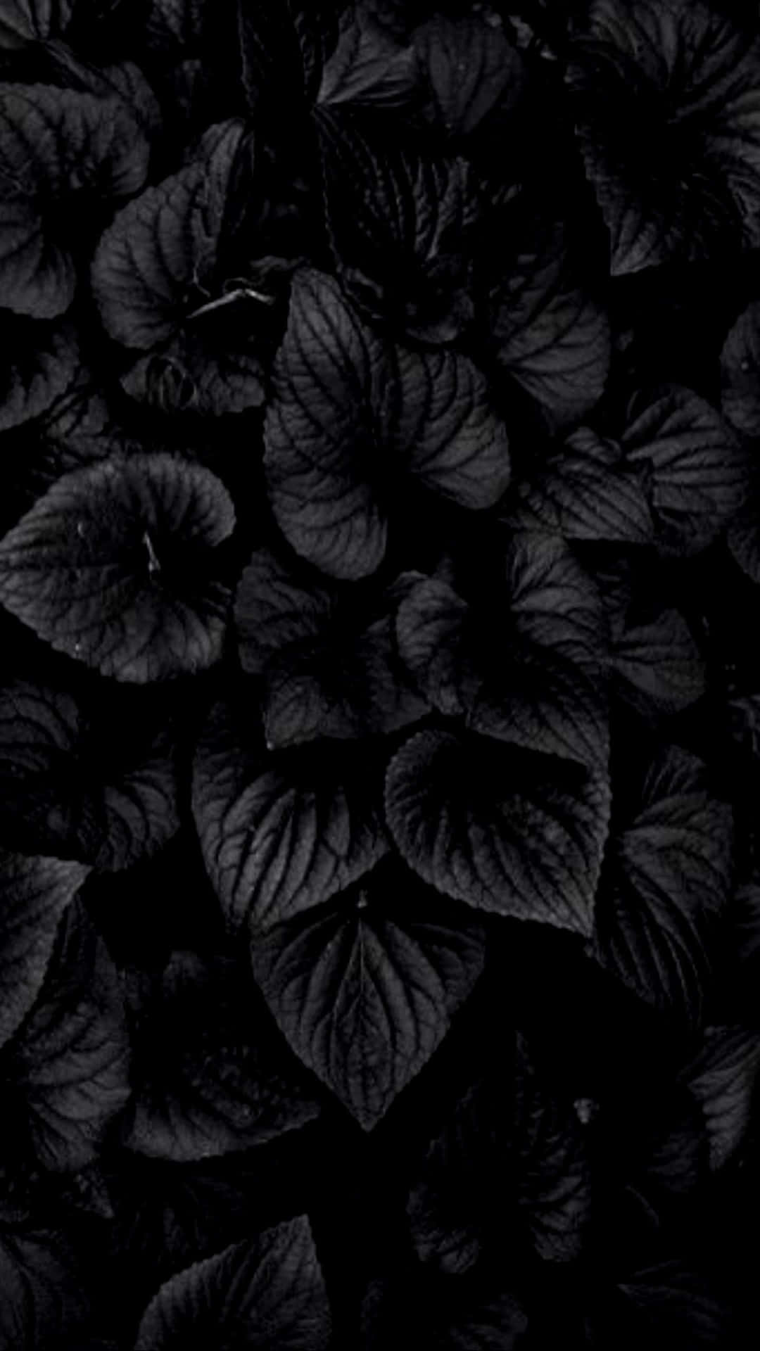 A Black Background With Leaves In The Dark Background