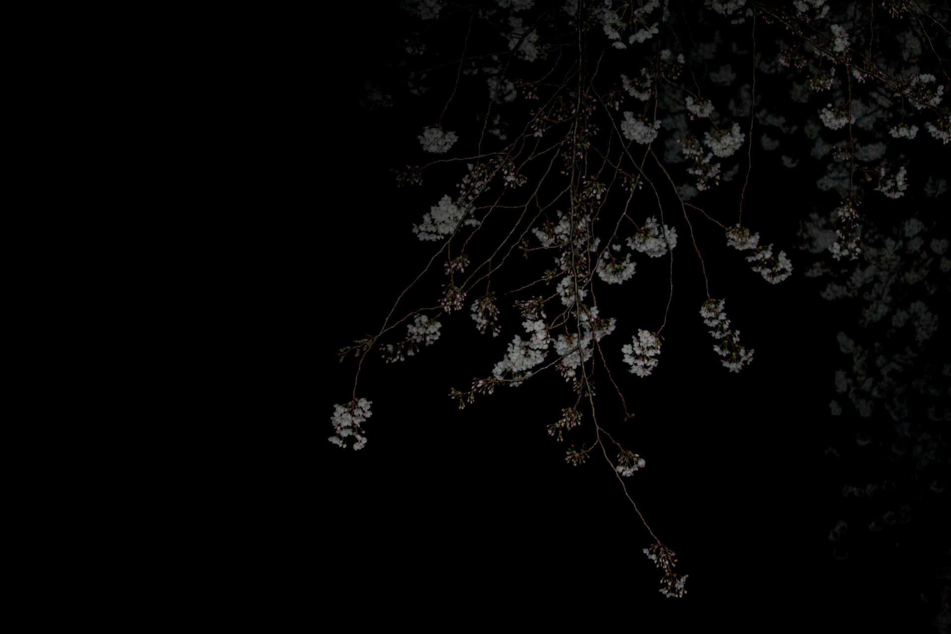 A Black Background With White Flowers Background