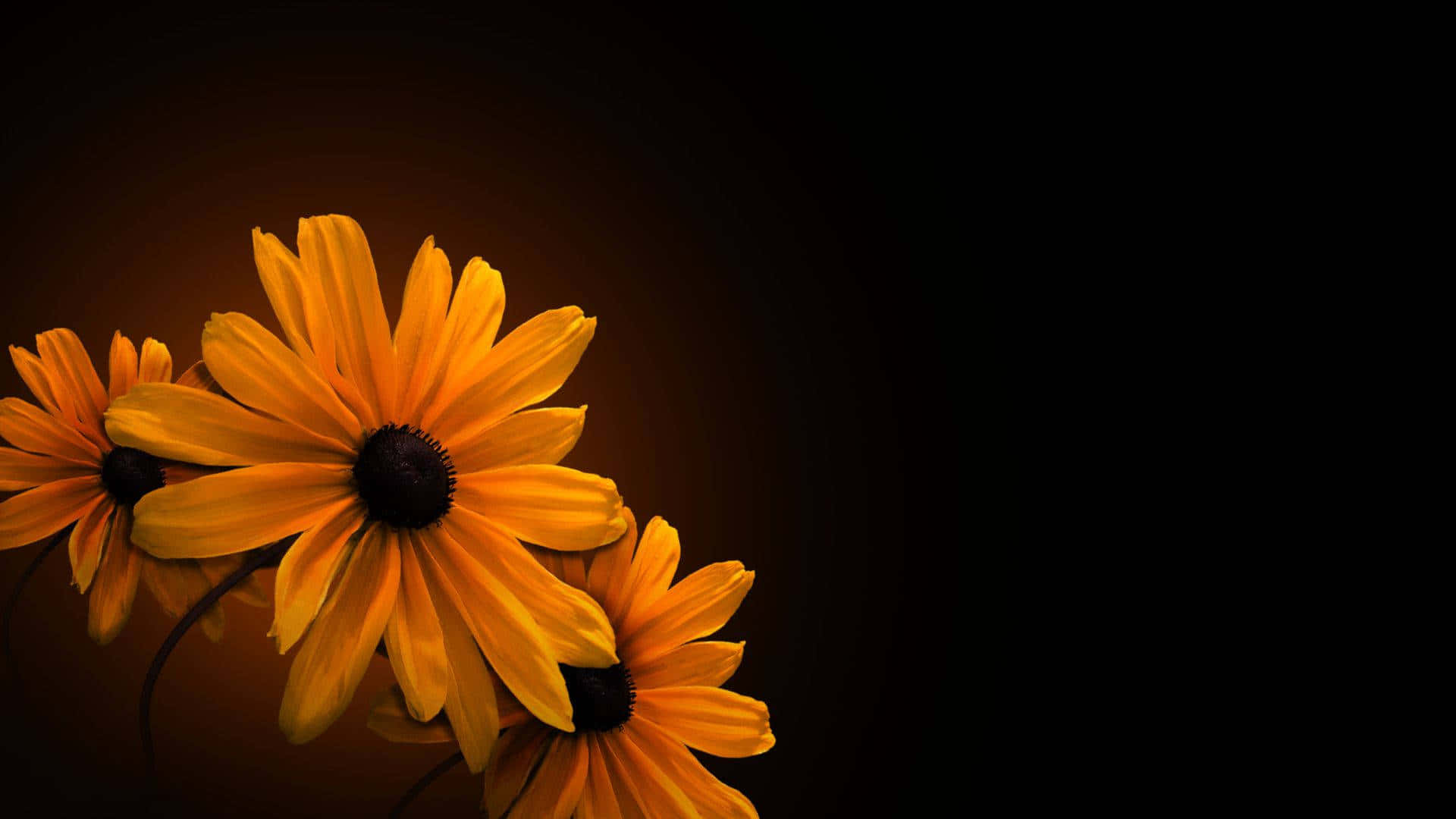 A Black Background With Yellow Flowers On It Background