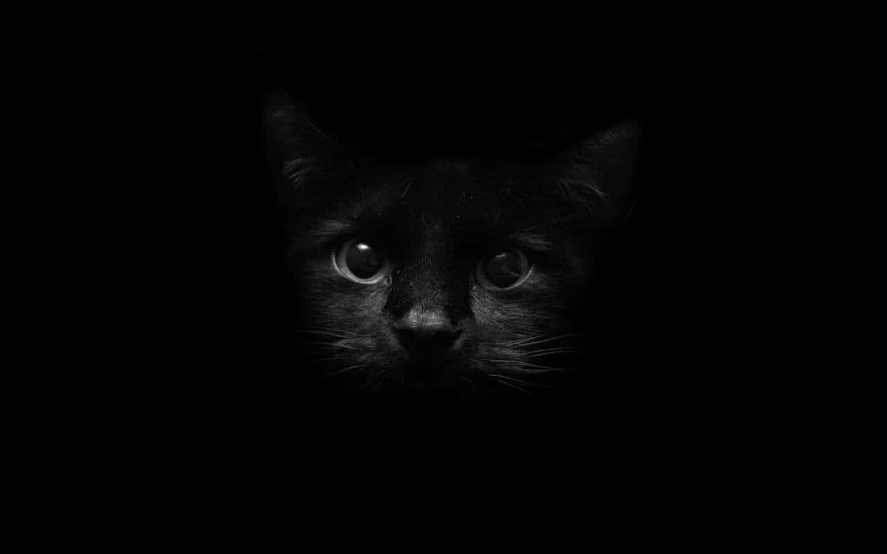 A Black Cat Peer Through A Carved Pumpkin On Halloween Background