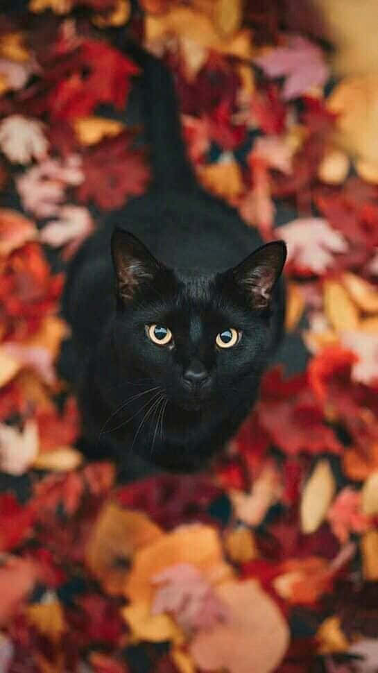 A Black Cat Peers Out From Behind A White Pumpkin During Halloween Background