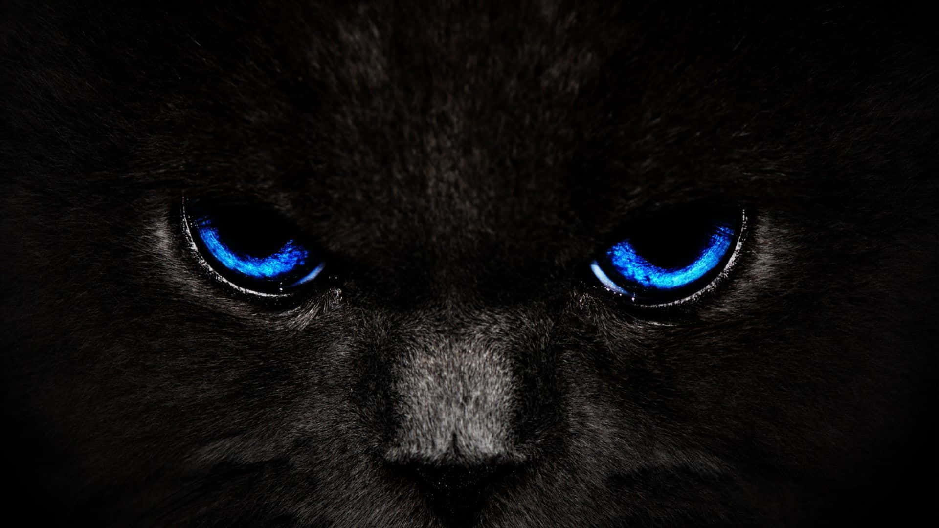 A Black Cat With Blue Eyes In The Dark Background