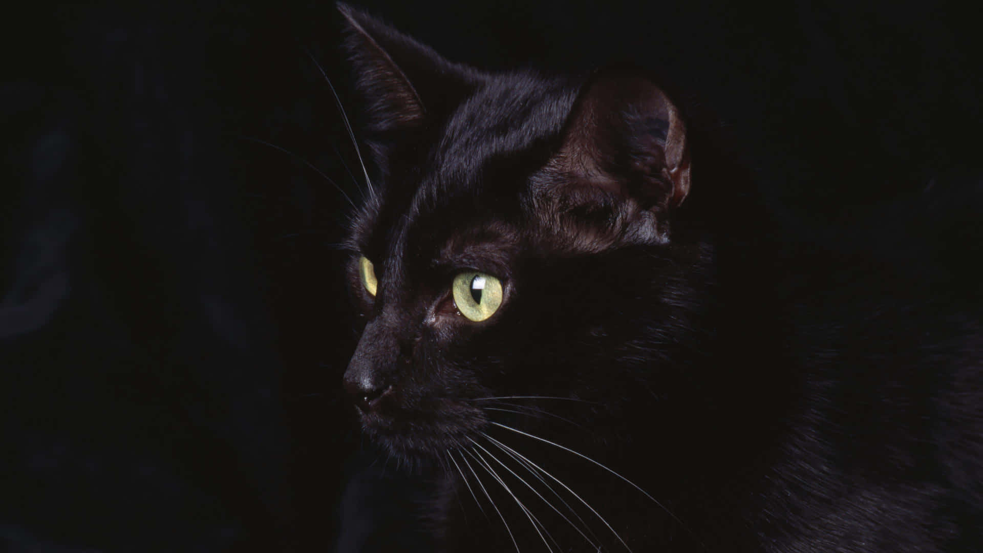 A Black Cat With Green Eyes Is Looking At The Camera Background