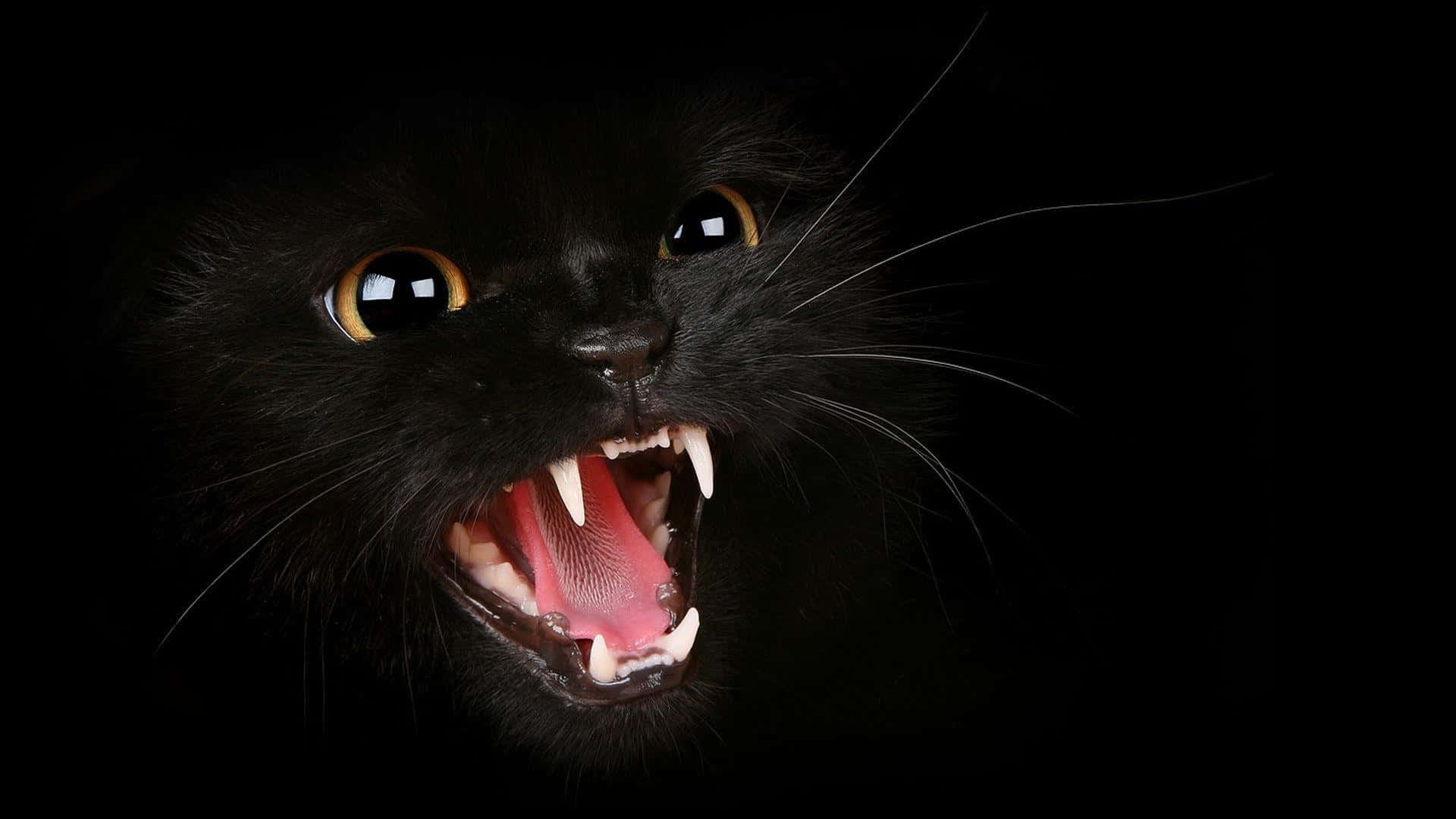 A Black Cat With Its Mouth Open On A Black Background