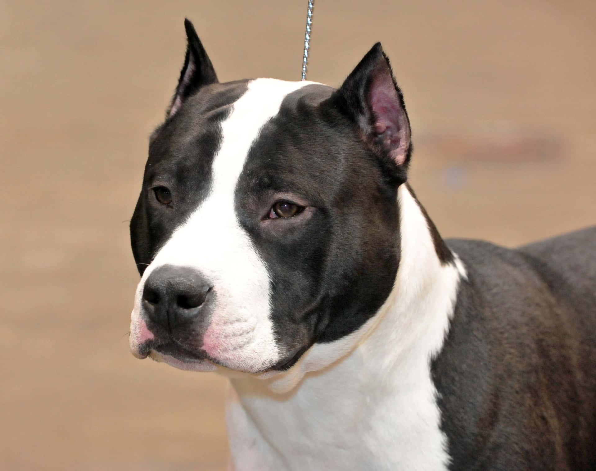 A Black-coated Pitbull Stares Directly Into The Camera With A Serious Expression Background