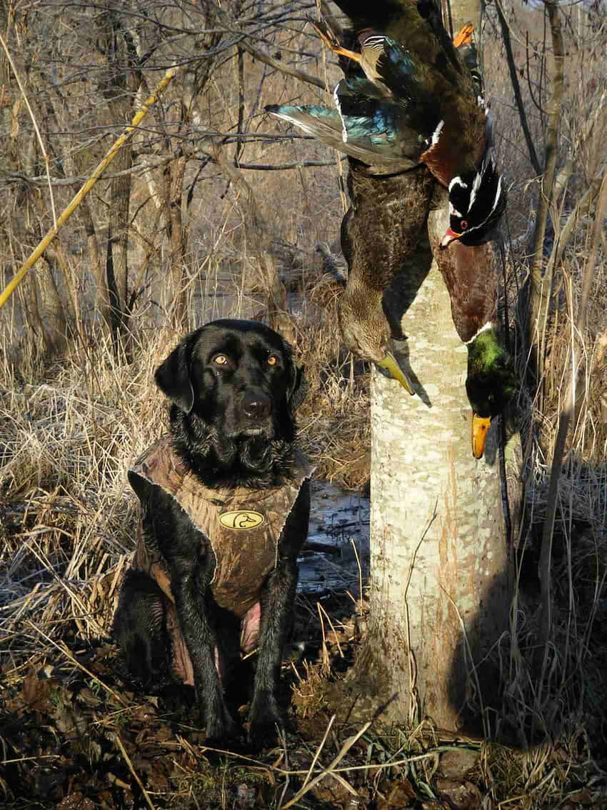 A Black Dog Sitting In The Woods With A Duck Background