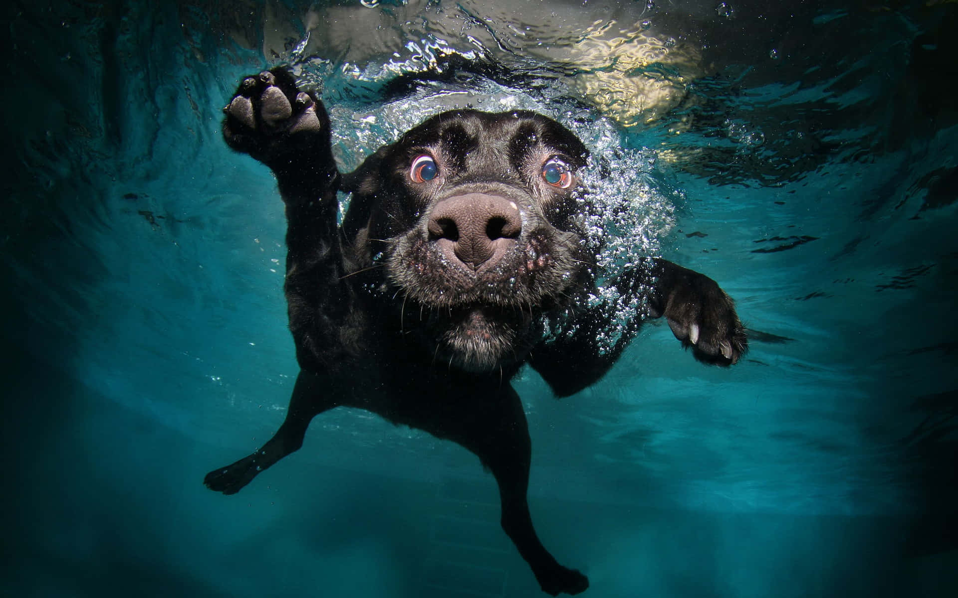 A Black Dog Swimming Underwater Background