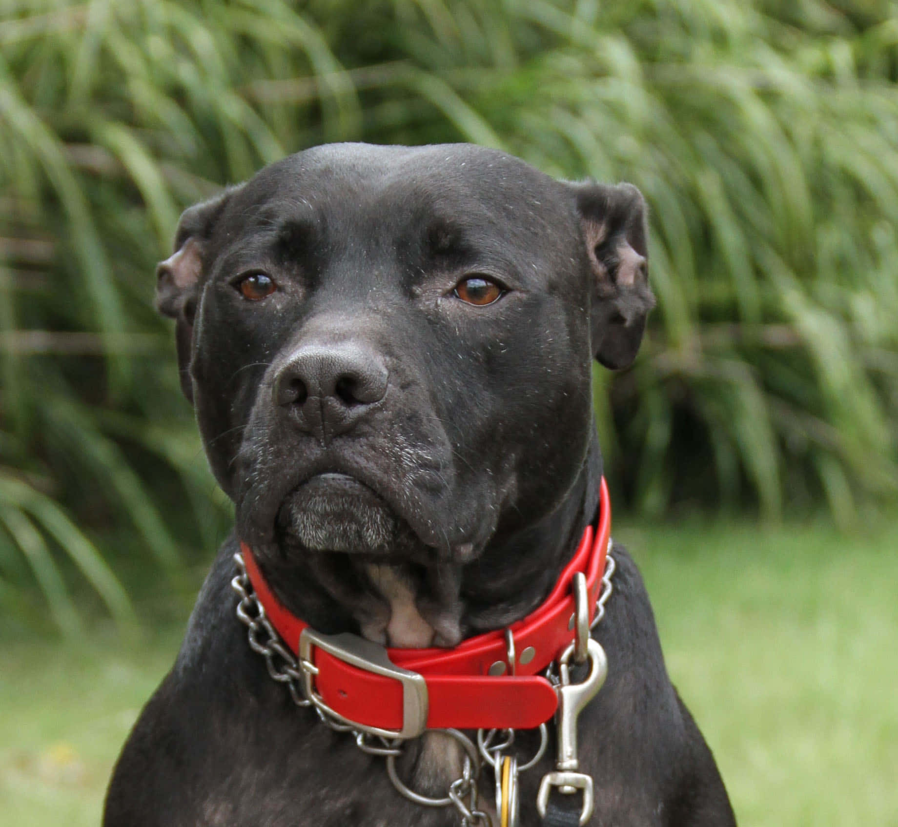 A Black Dog With A Red Collar Background