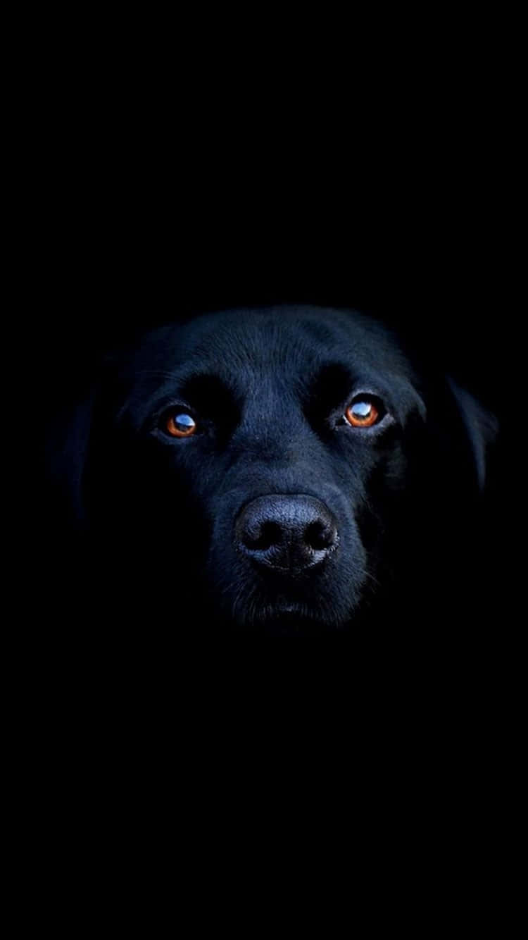 A Black Dog With Blue Eyes In The Dark Background