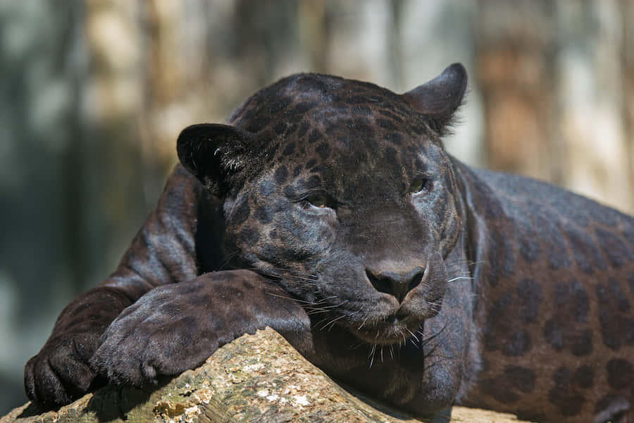 A Black Jaguar Resting On A Log Background