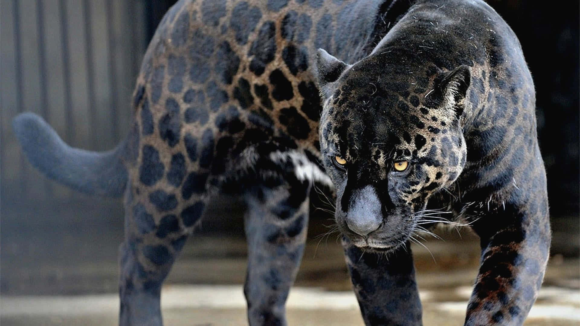 A Black Jaguar Walking In A Zoo Enclosure Background