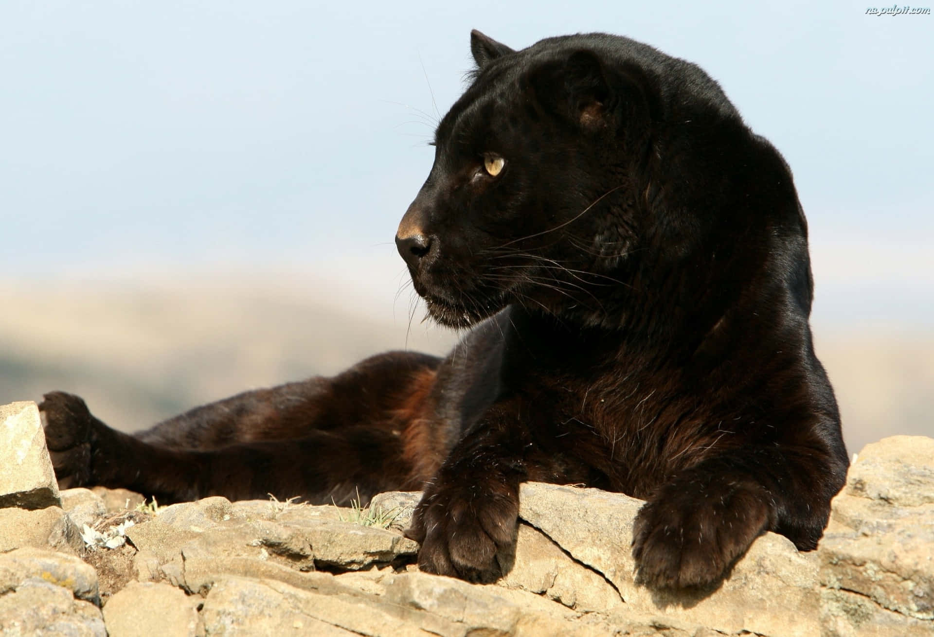 A Black Leopard In Its Natural Habitat Background