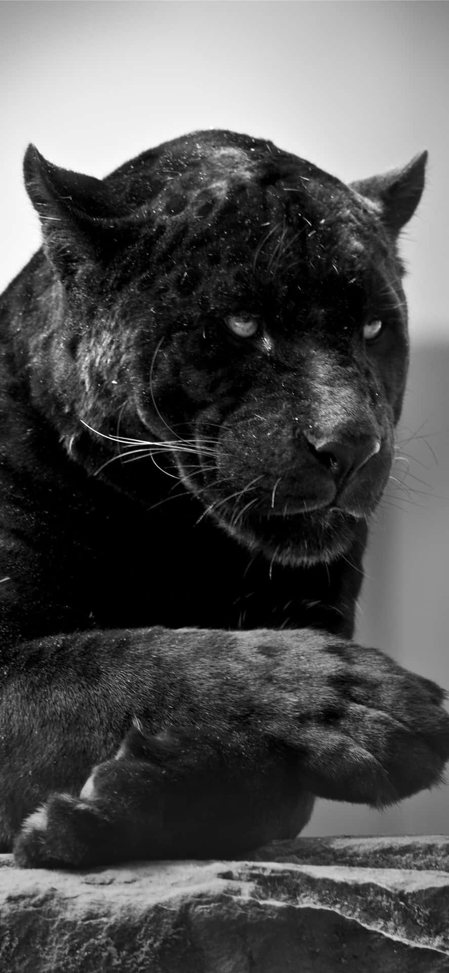 A Black Leopard Is Sitting On A Rock Background