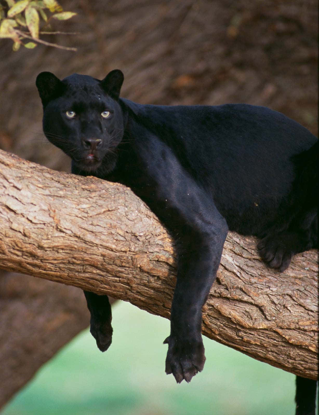 A Black Leopard Resting On A Tree Branch Background