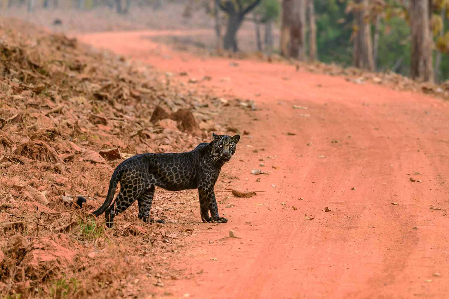 A Black Leopard Sighting Background