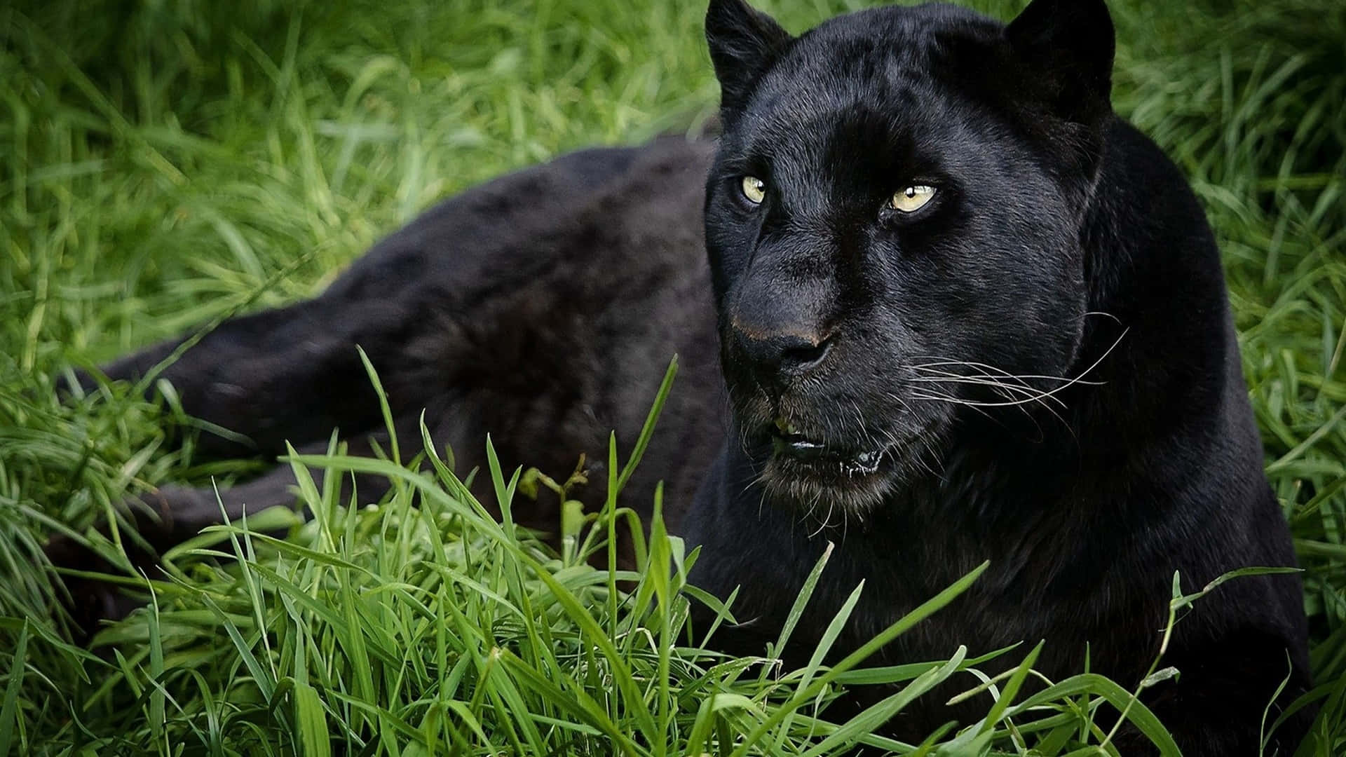 A Black Panther Is Laying In The Grass Background