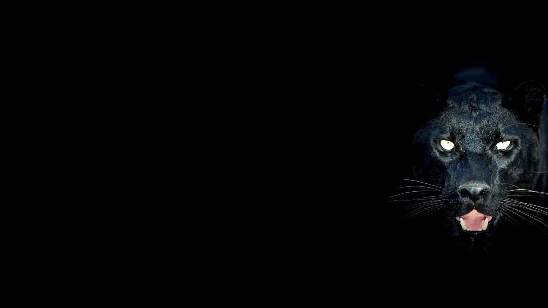A Black Panther Is Shown In The Dark Background
