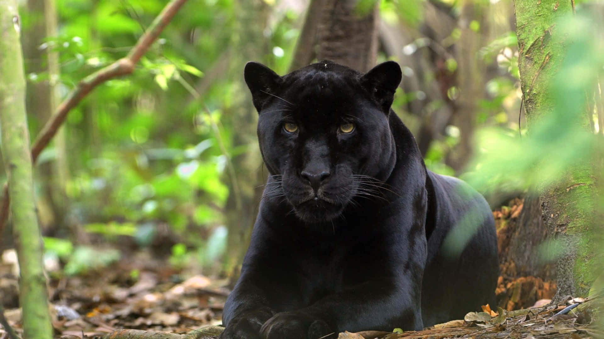 A Black Panther Is Sitting In The Forest Background