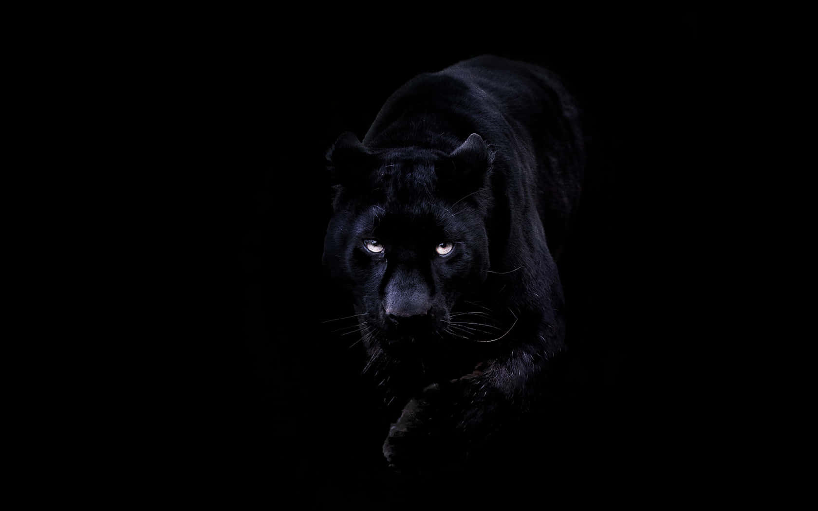 A Black Panther Is Walking In The Dark Background