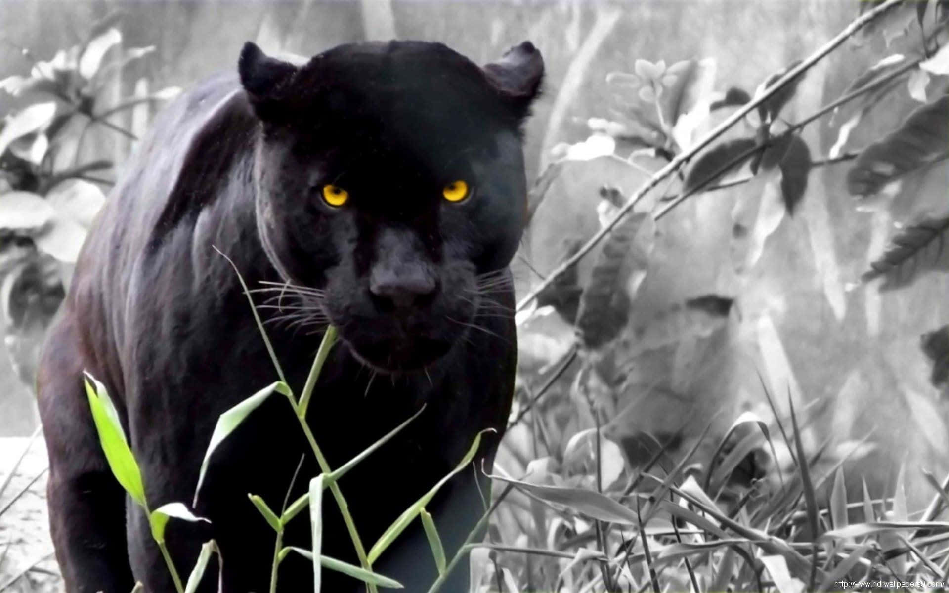 A Black Panther Is Walking Through The Grass Background