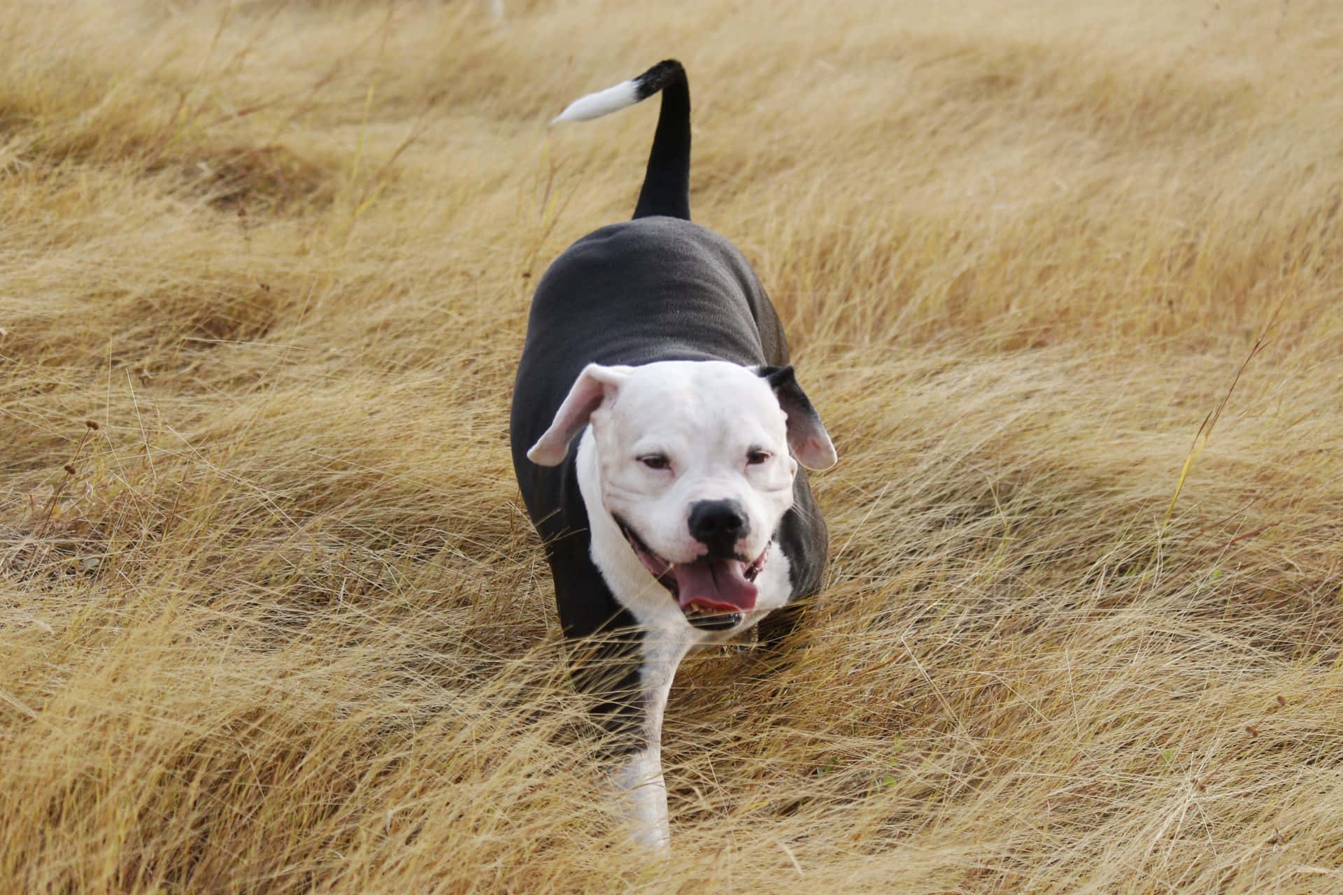 A Black Pitbull Displayed In A Ferocious Stance Background