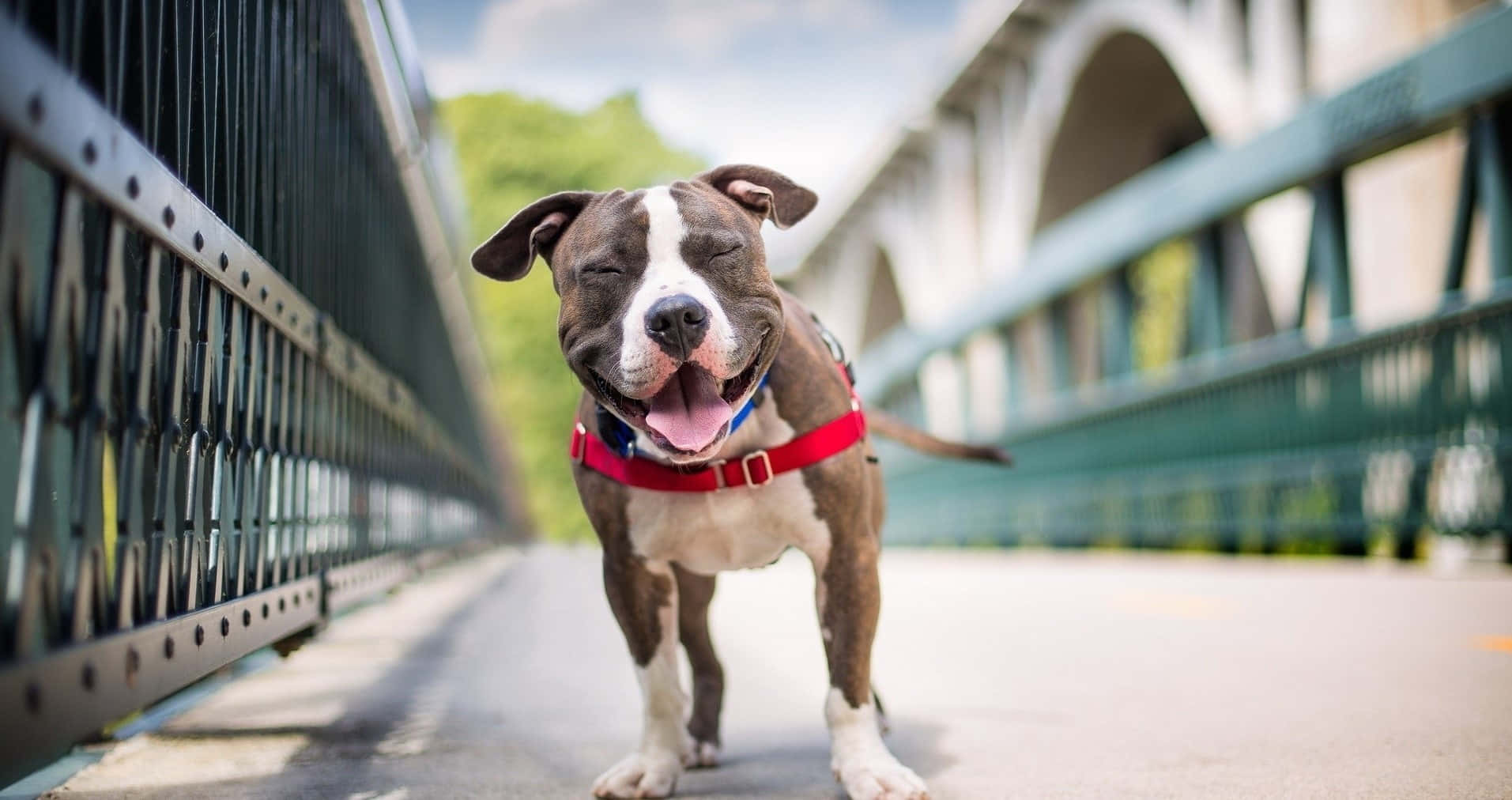 A Black Pitbull Ready For A Walk. Background