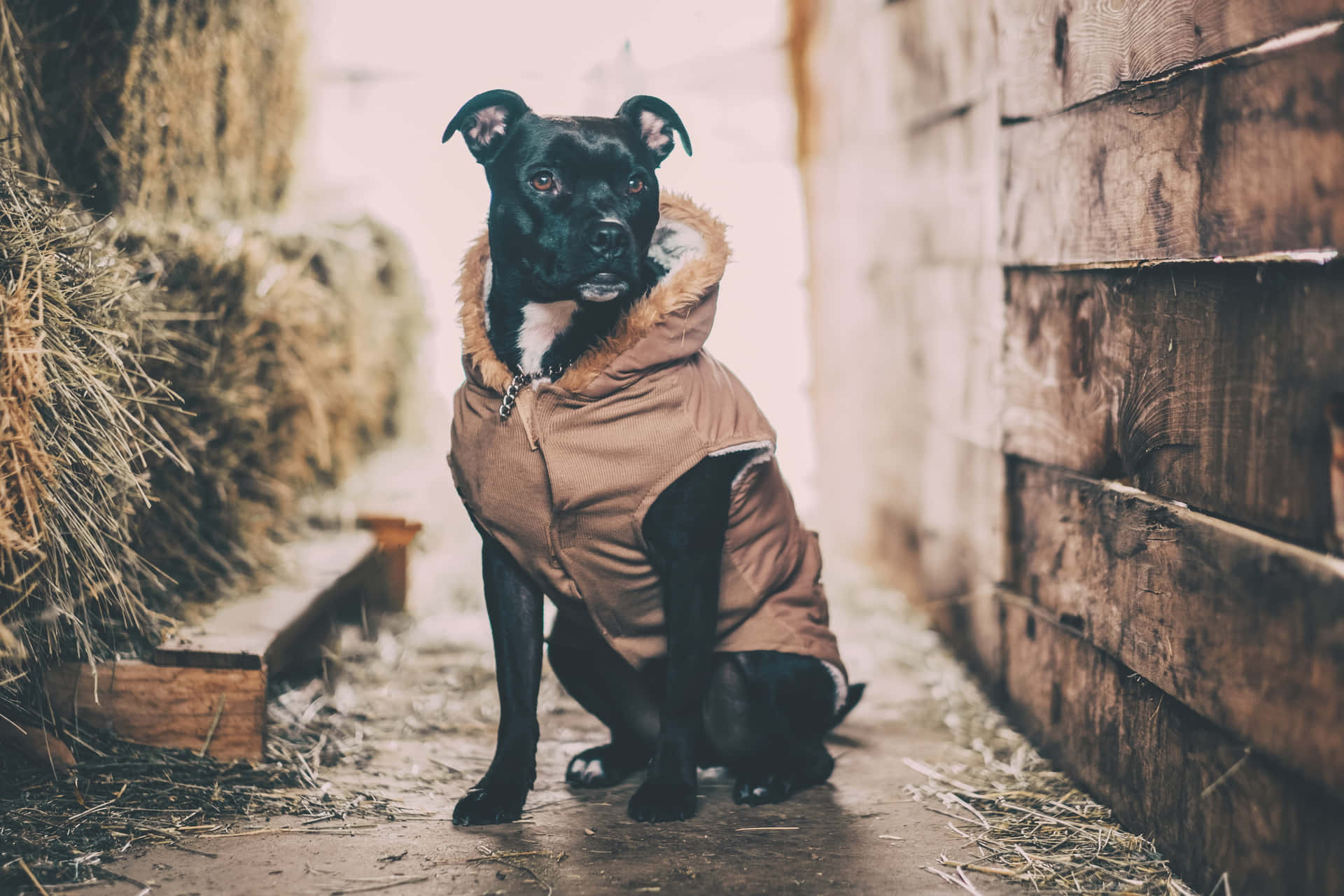 A Black Pitbull Staring Boldly Background