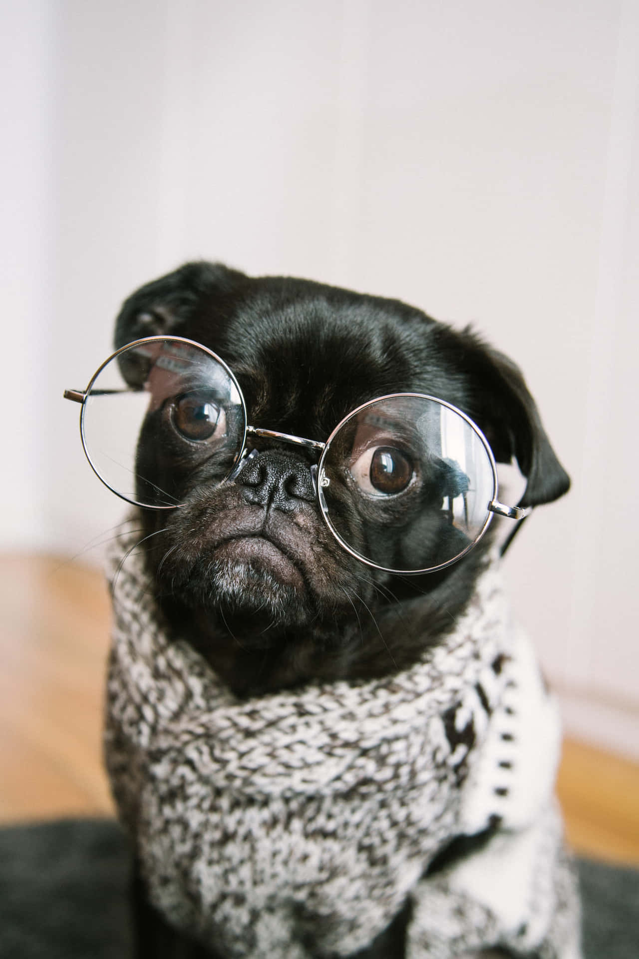 A Black Pug Wearing Glasses Background